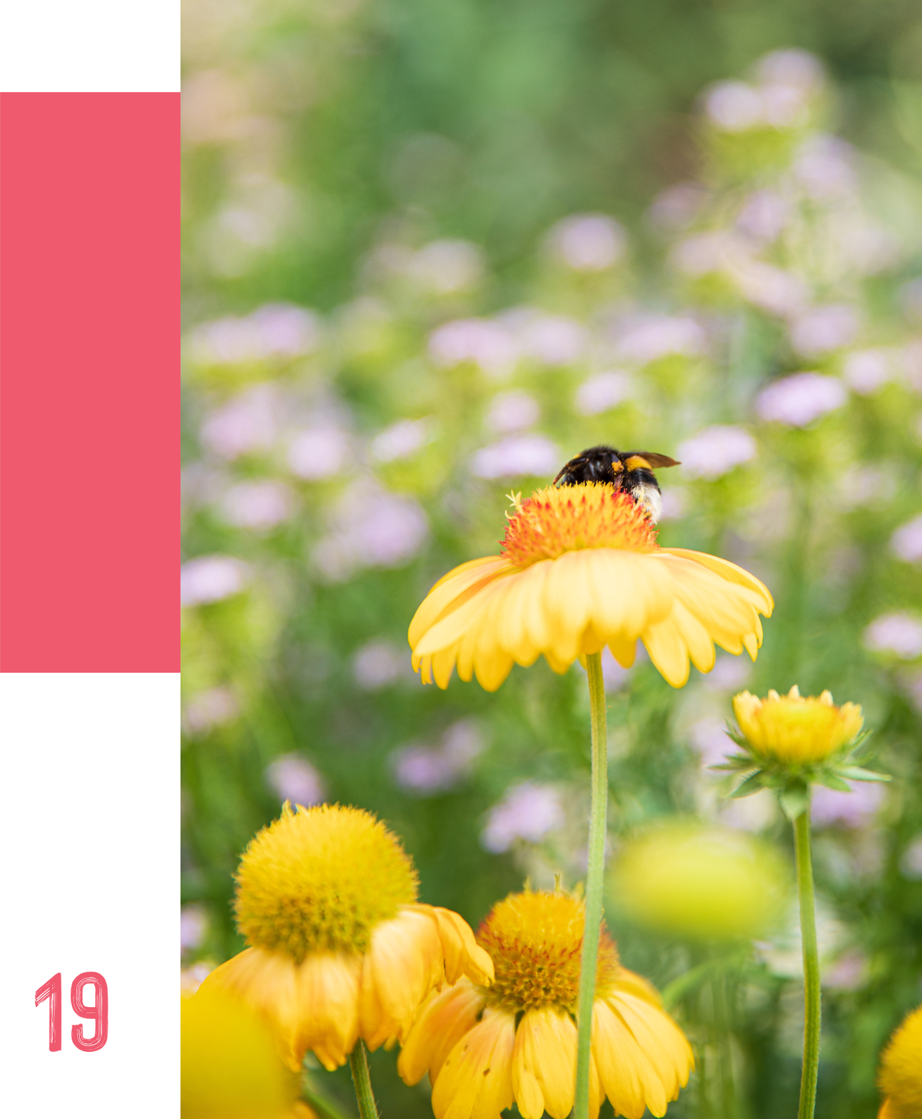 Planter des fleurs et arbustes mellifères : nourrir la biodiversité toute l’année