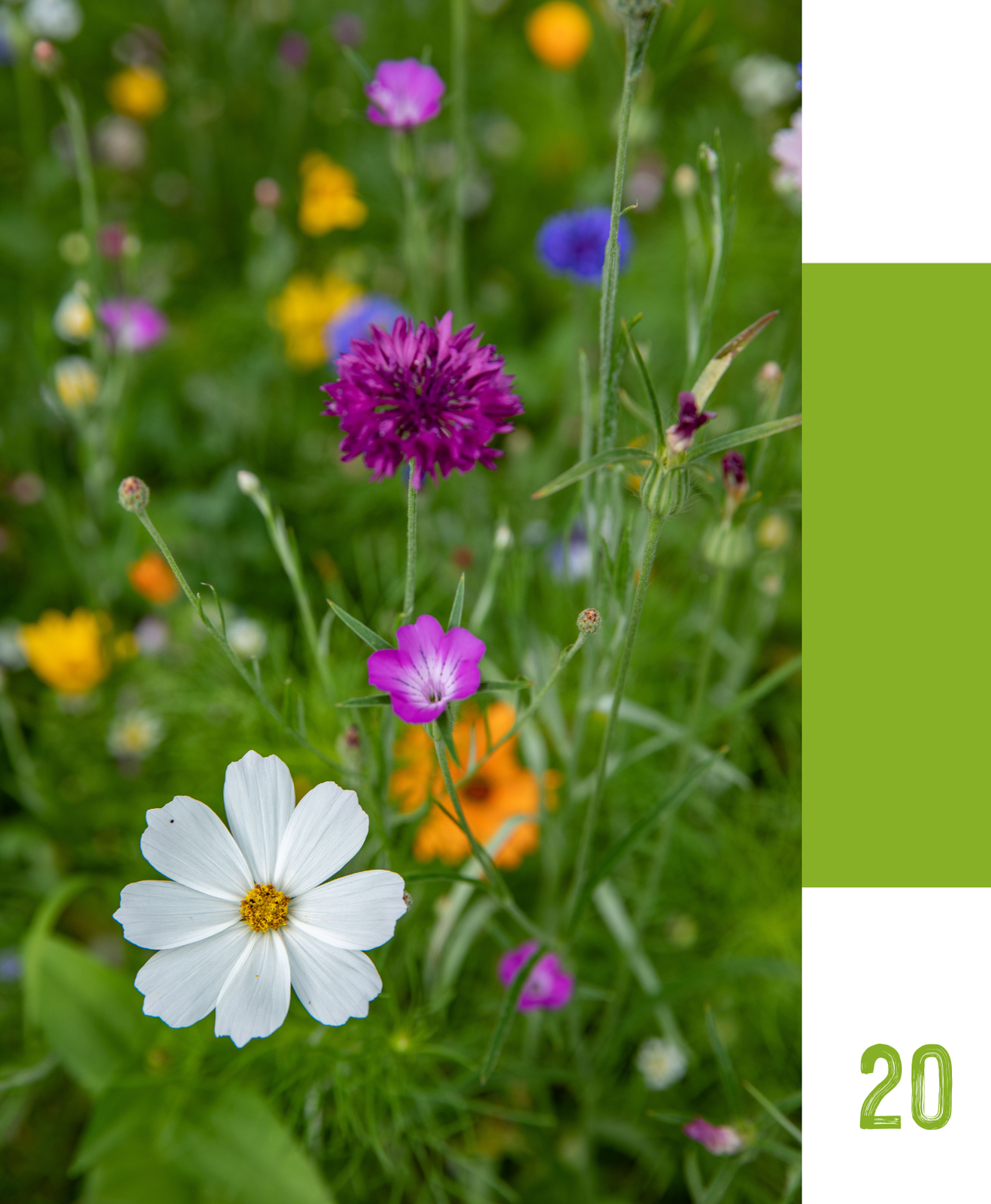 Participer à l'opération annuelle : je ne tonds pas mon gazon en mai !