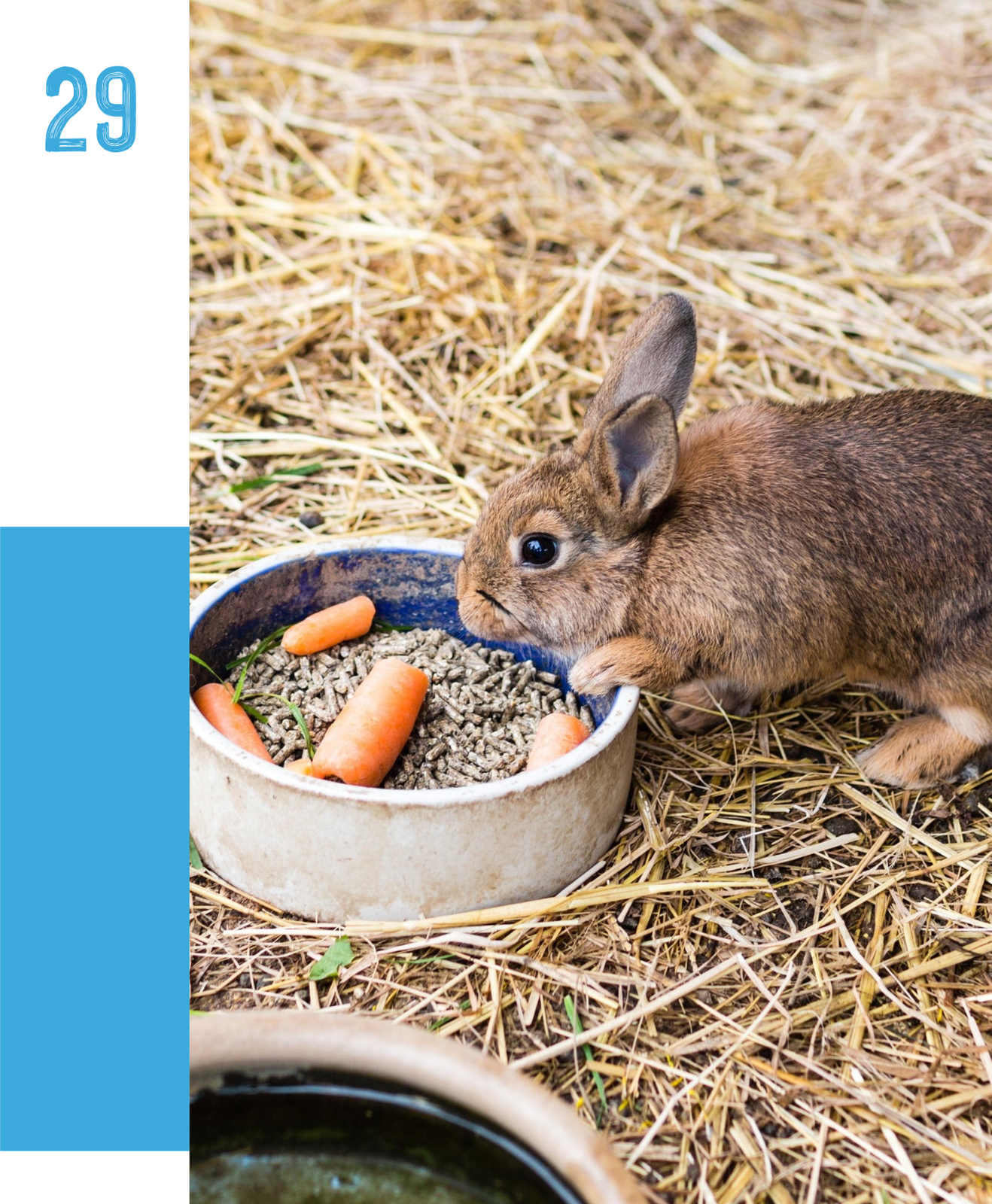 Adopter un animal de manière responsable : privilégier les élevages éthiques