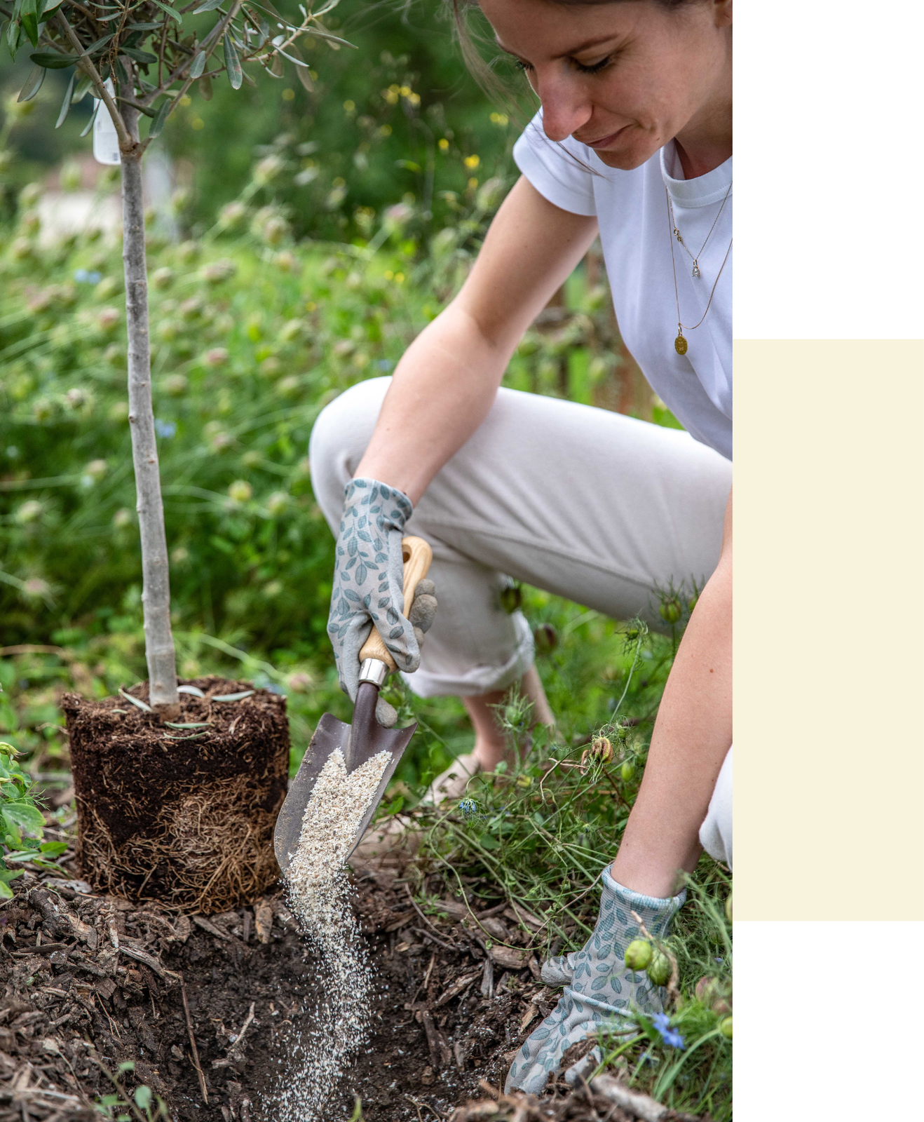 la Multiplication des solutions favorisant la vie dans le sol et la stimulation préventive des plantes