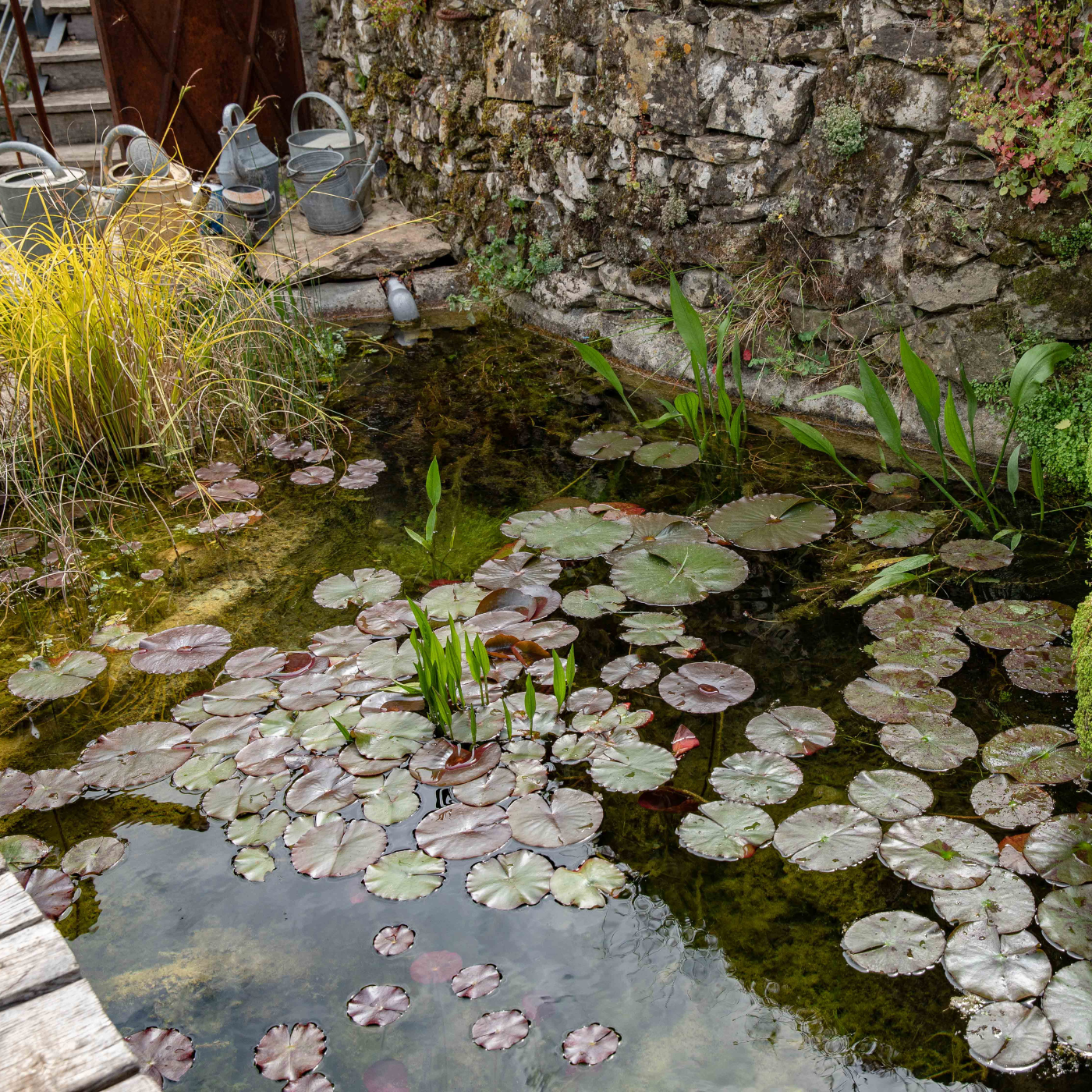 Bassin aquatique dans un jardin