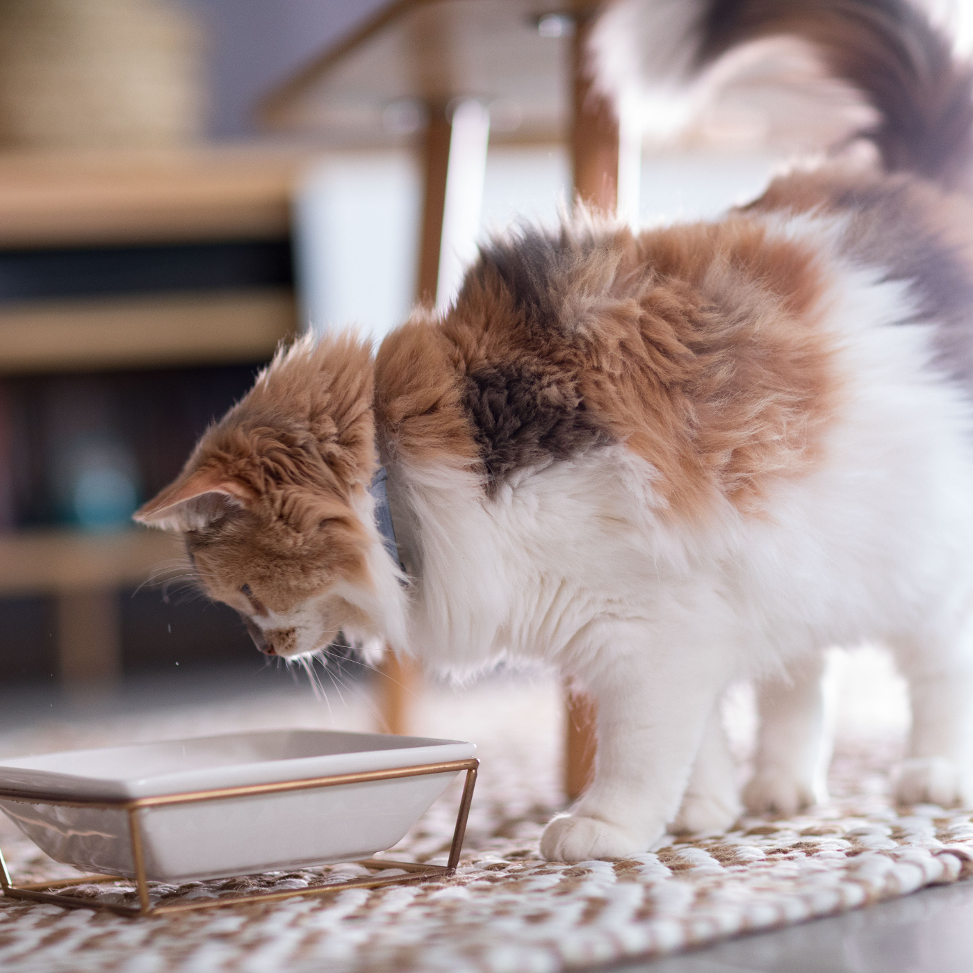 Chat qui boit de l'eau dans sa gamelle