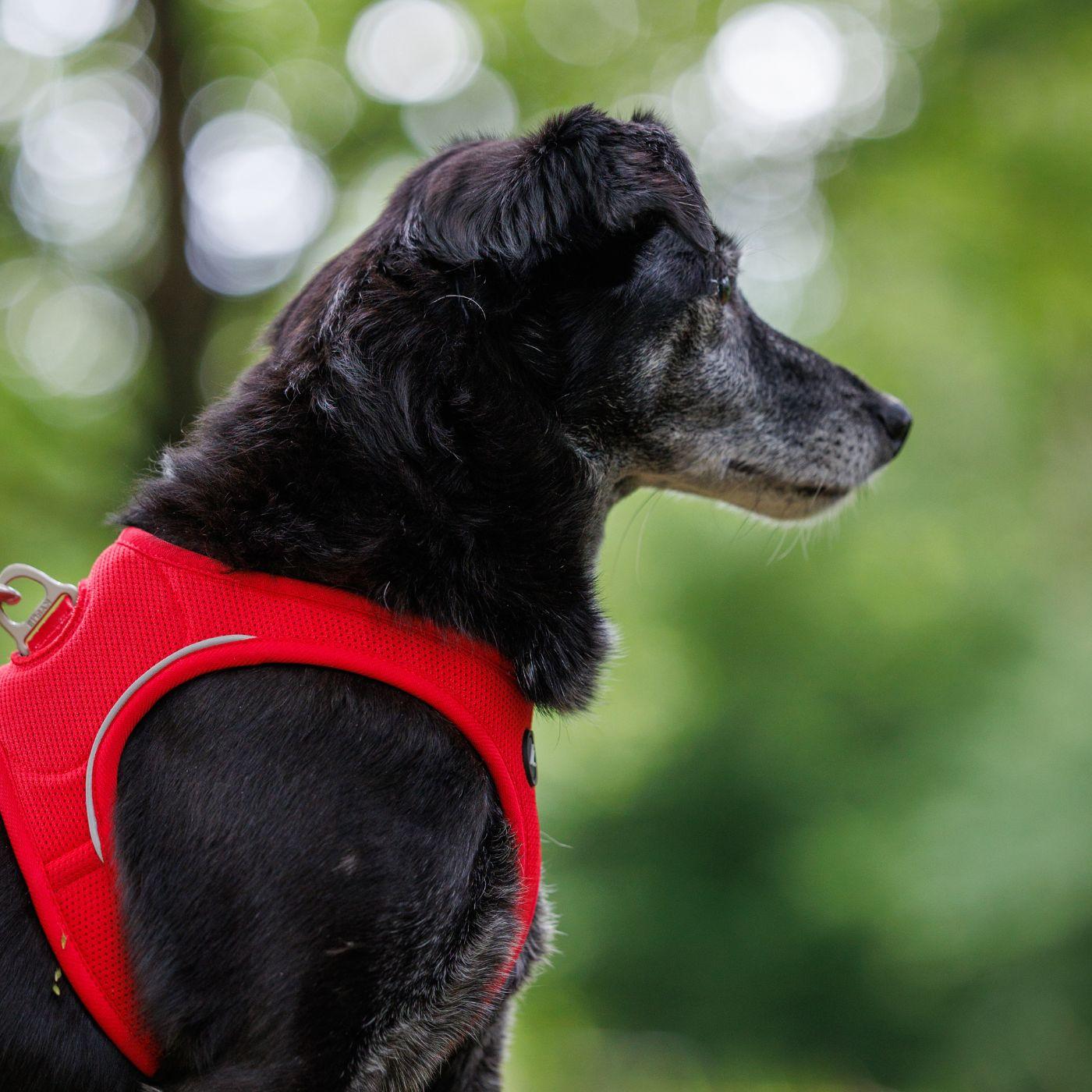 Chien dans la nature avec harnais rouge