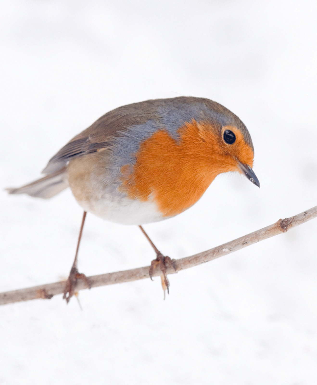 Un oiseau du jardin en hiver