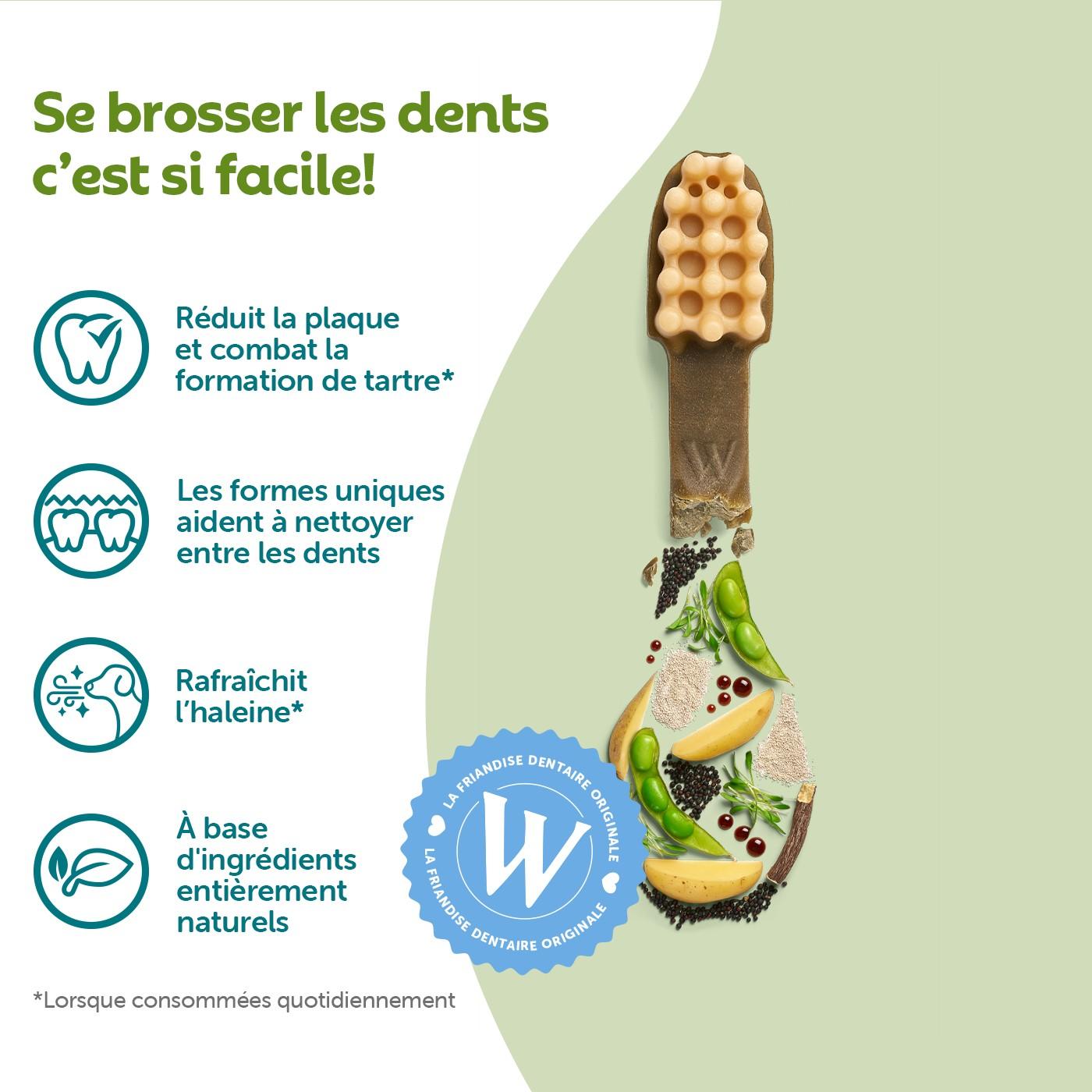 Santé bucco dentaire des chiens