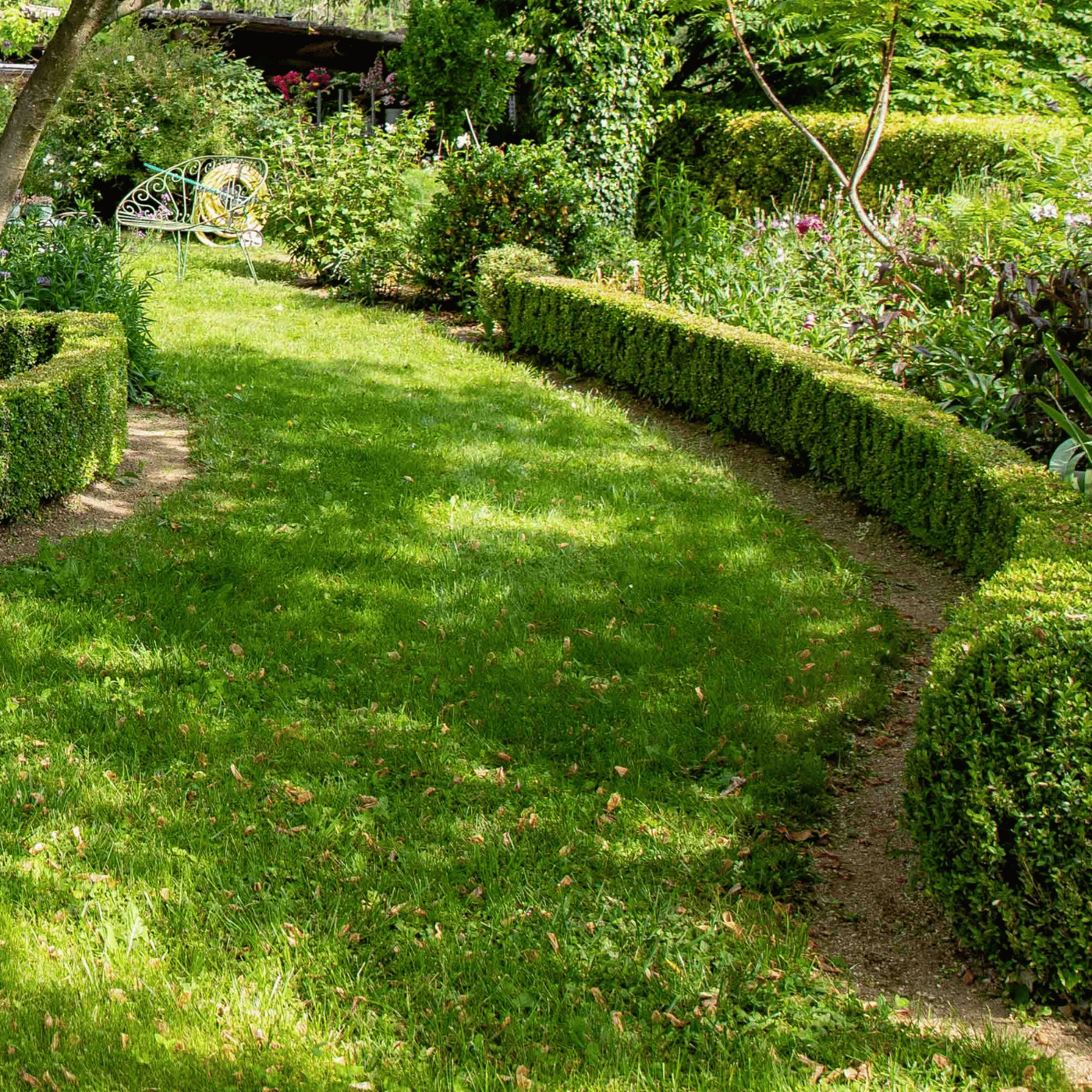 Gazon naturel dans le jardin