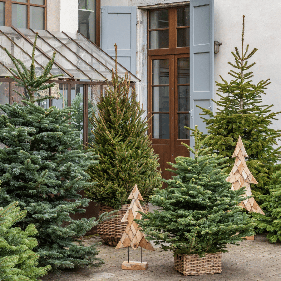 Sapins de Noël naturels devant la porte