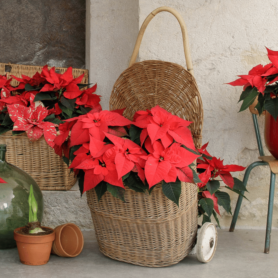 Compositions florales de Noël devant la fenêtre