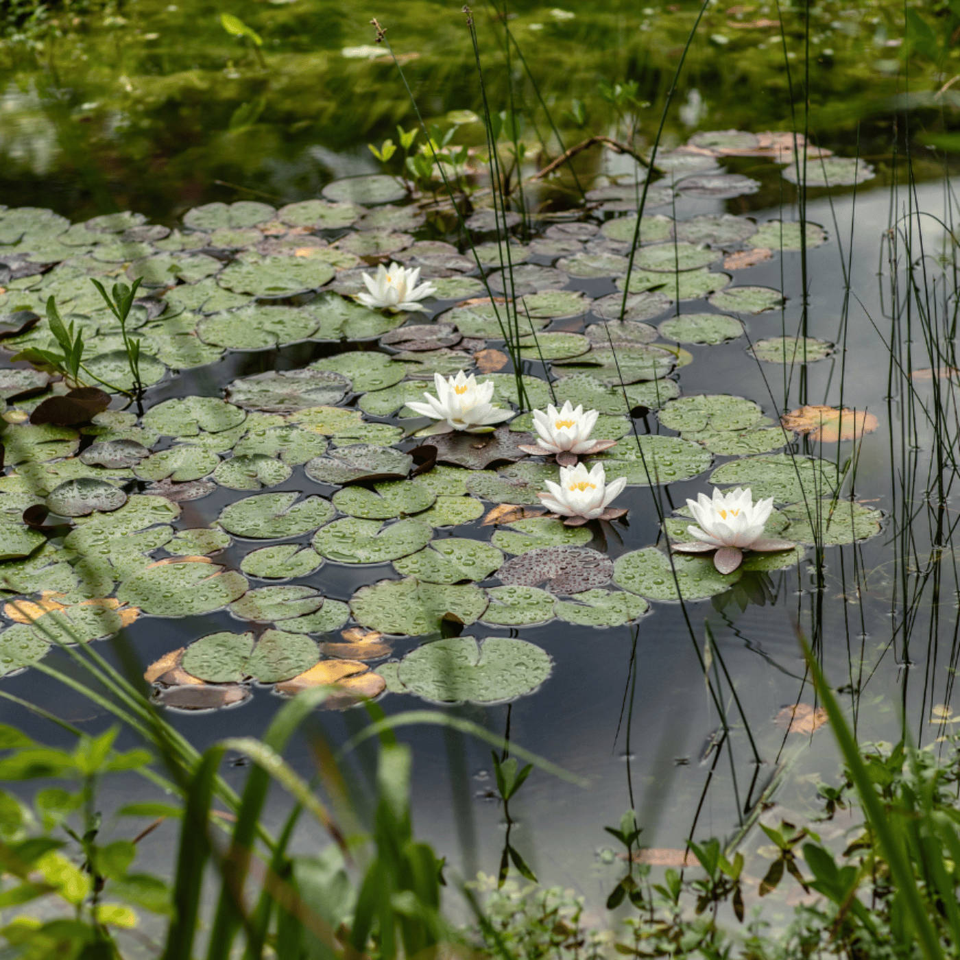 Nénuphar dans un bassin au jardin
