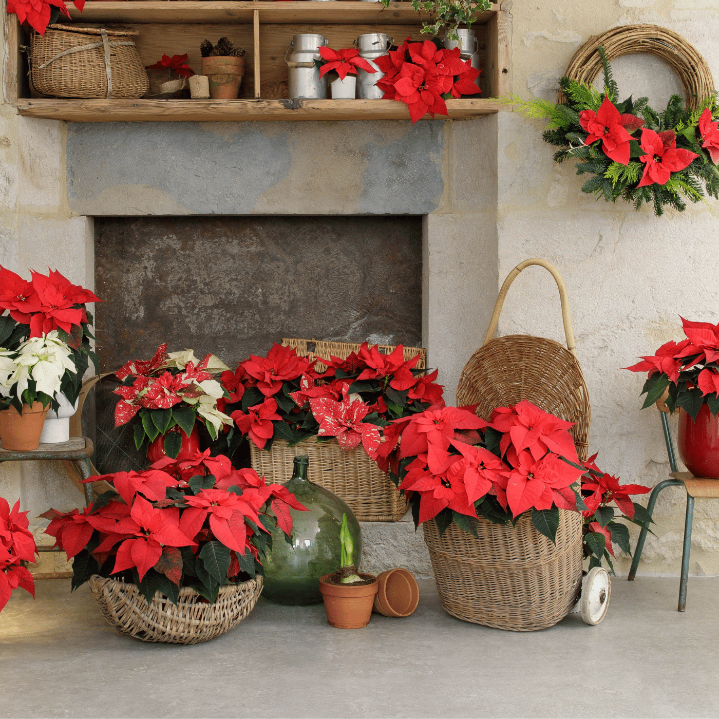 Différentes variétés de plantes poinsettias pour l'hiver