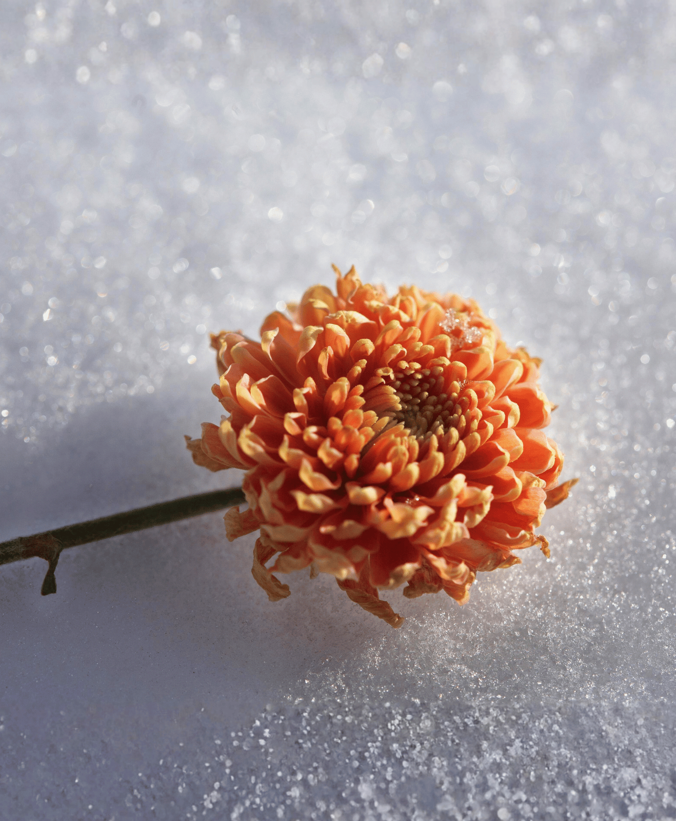 Une Chrysantheme orange posée dans la neige