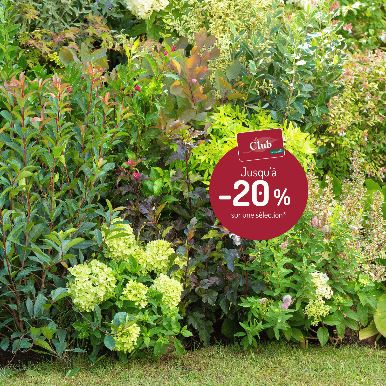 Arbustes et plantes de haie