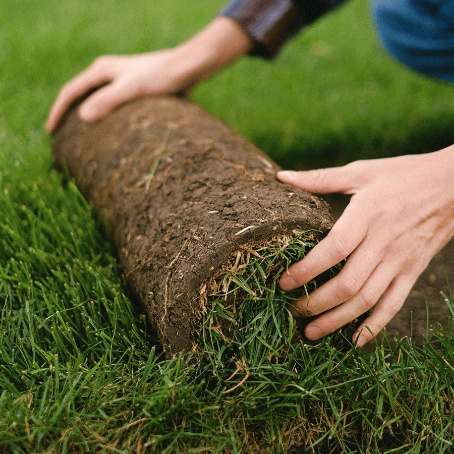 Rouleau de gazon naturel à installer