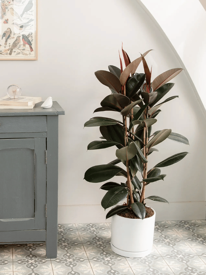 Nourrir et rempoter le ficus elastica