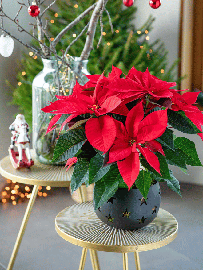 Le poinsettia, surnommé l'étoile de Noël