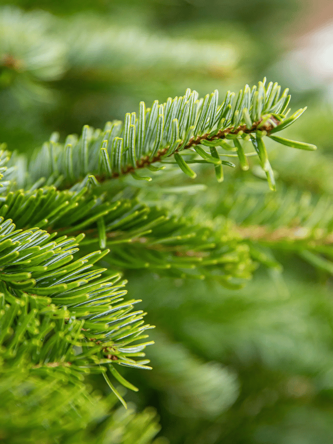 Zoom sur des épines de sapin Nordmann