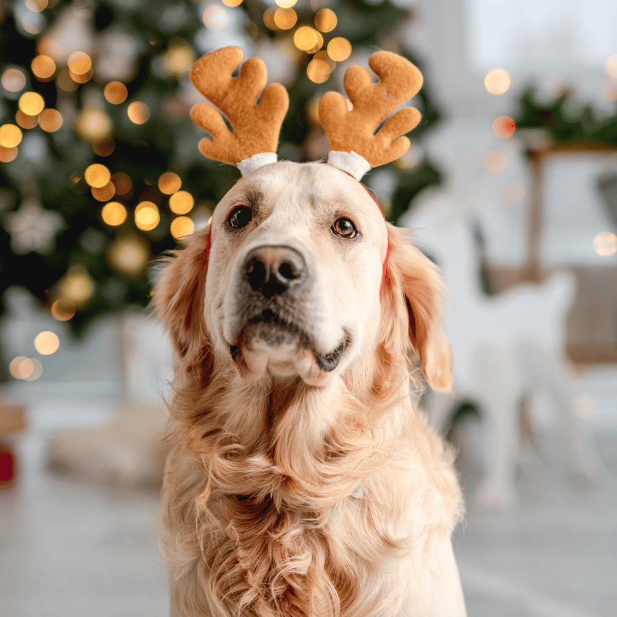 Chien déguisé pour Noël