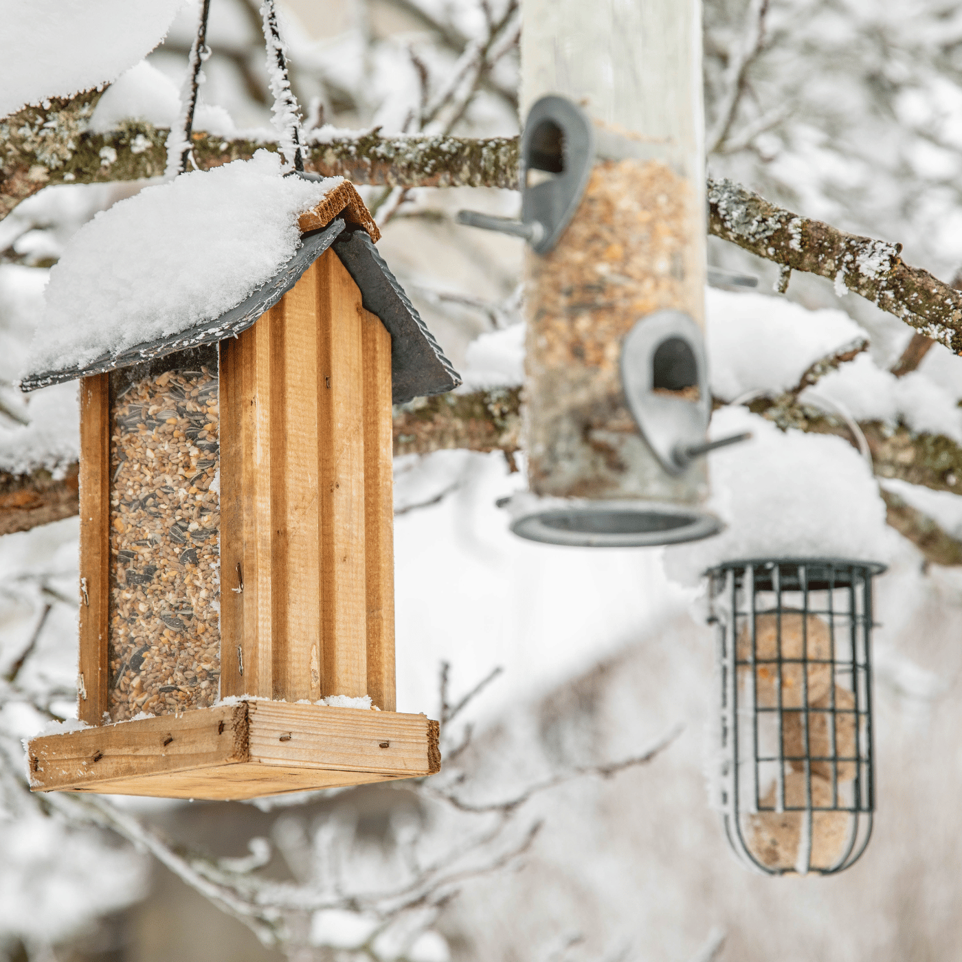 Mangeoires et abreuvoirs pour les oiseaux du jardin en hiver