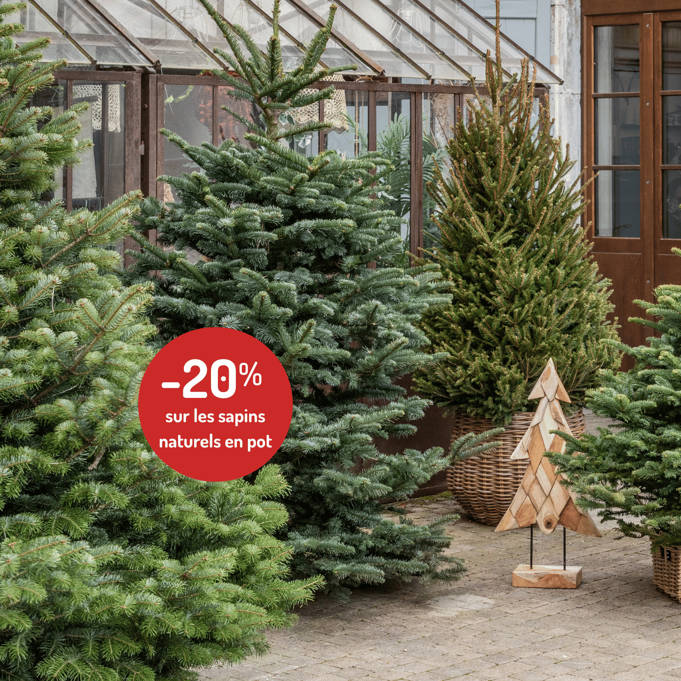Variétés de sapins de Noël naturels en promotion