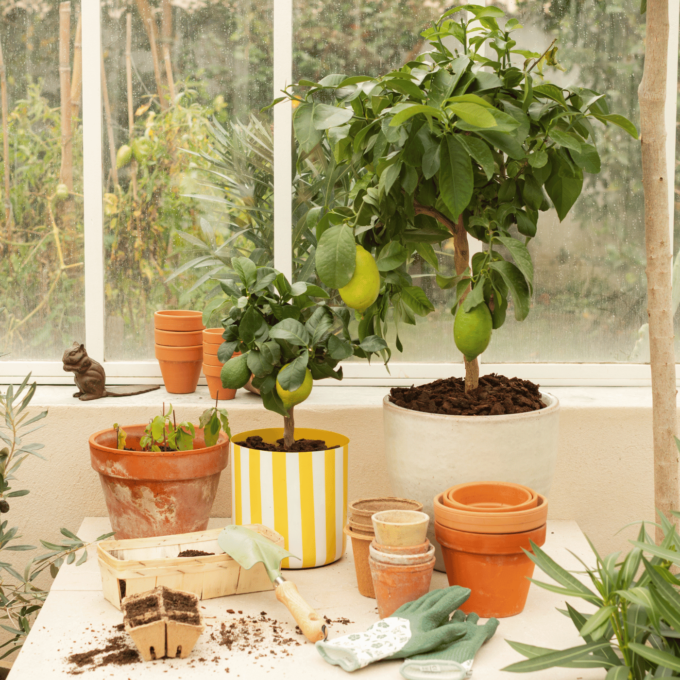 Agrumes à cultiver en hiver