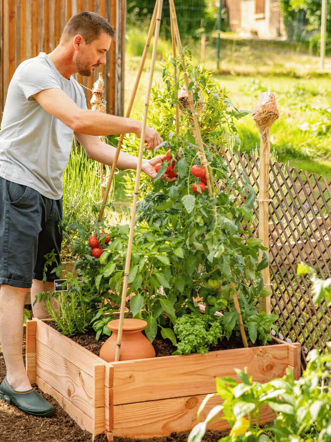 Un homme qui récolte des tomates dans un carré potager