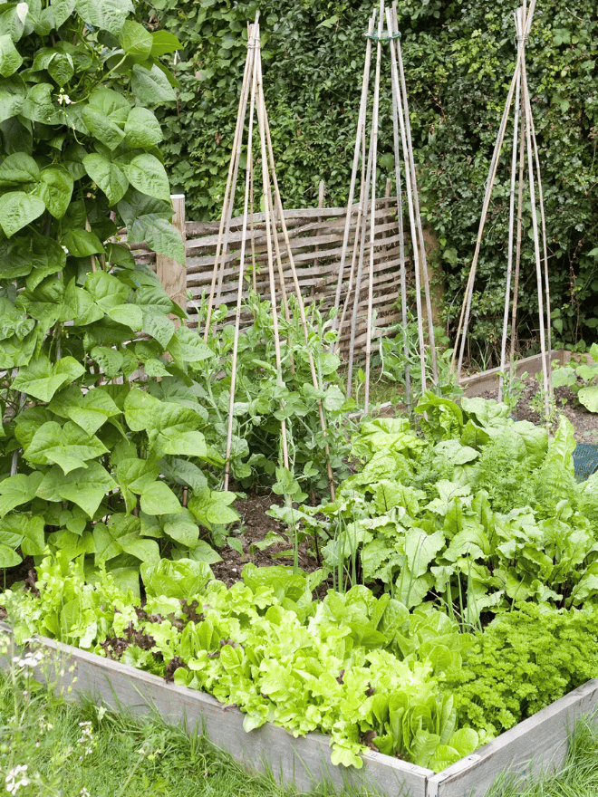 Culture de haricots verts à rames dans un carré potager