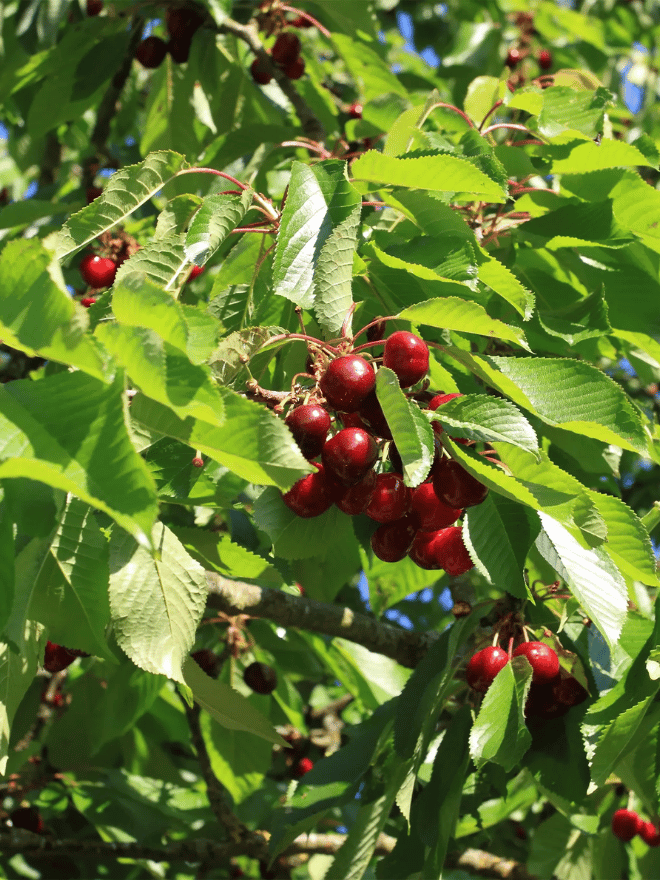 Un cerisier avec de belles cerises