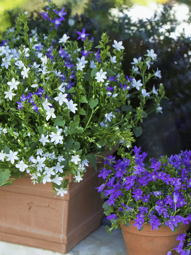 Des campanules dans une jardinière et un dans un pot