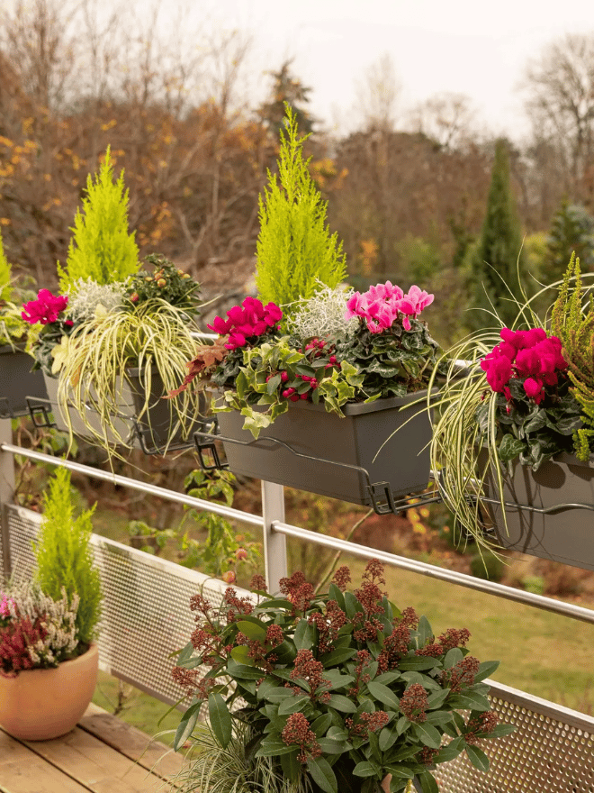 Des jardinières aux couleurs de l'automne suspendues dans un balcon