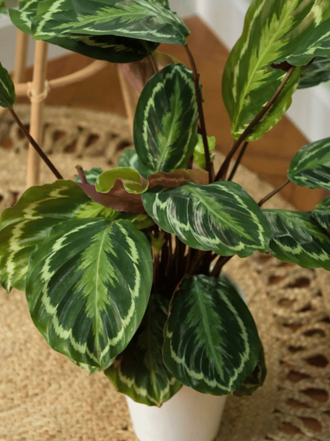 Un zoom sur un calathea médaillon posé par terre