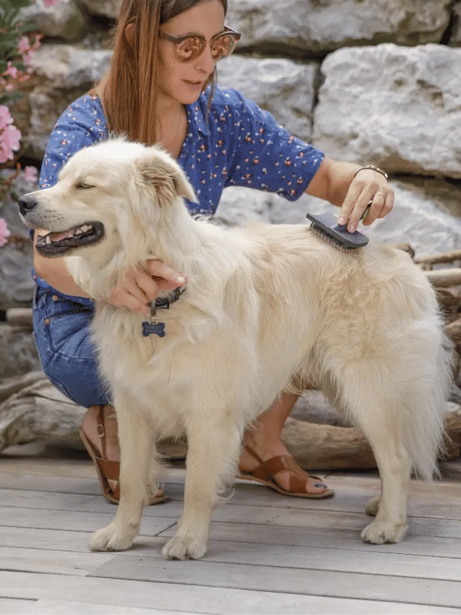 Brossage des poils de chien sur la terrasse