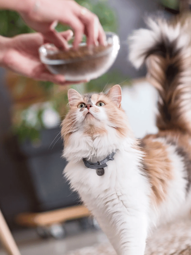 Un chat qui regarde un bol de croquettes