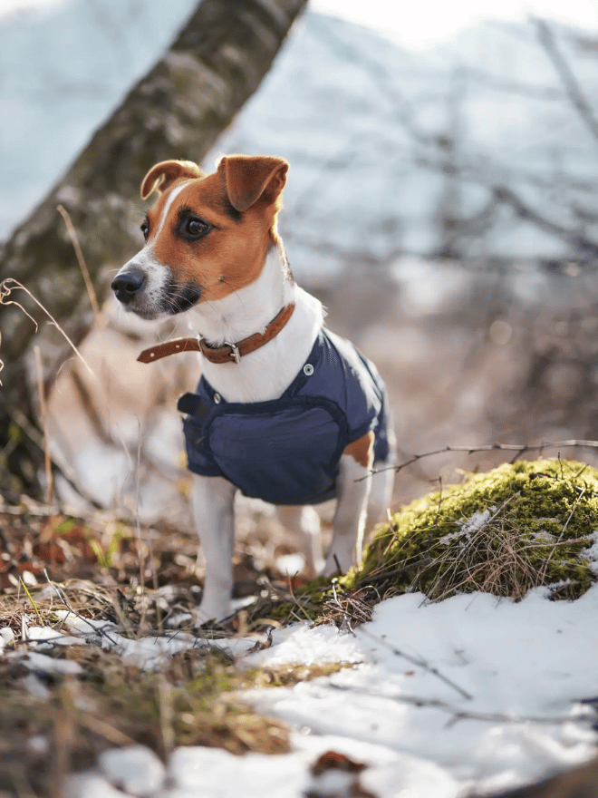 Un chien de sorti pendant l'hiver