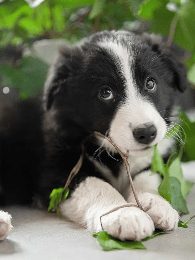 Accueillir un chiot à la maison