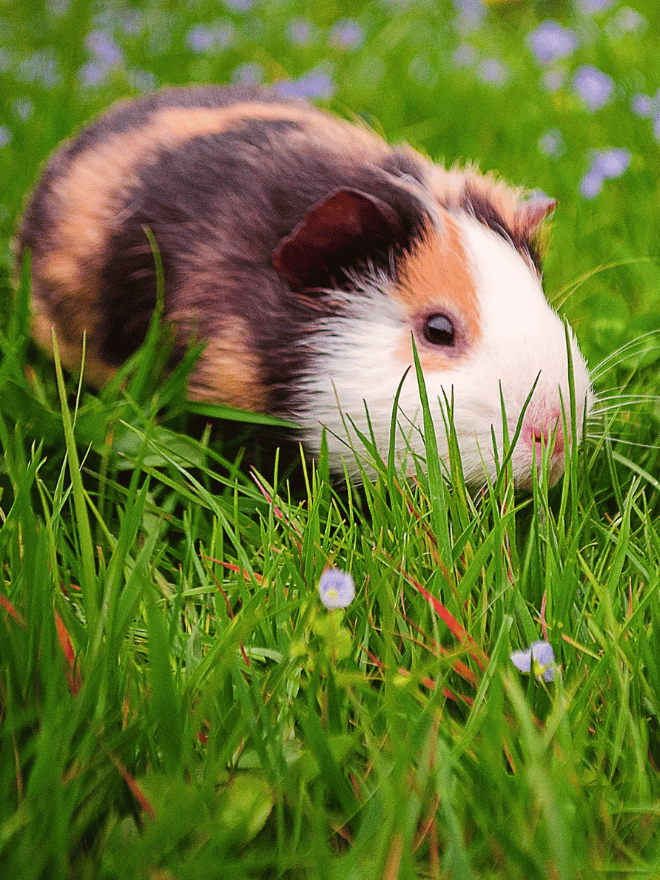 Un cochon d'Inde dehors sur le l'herbe