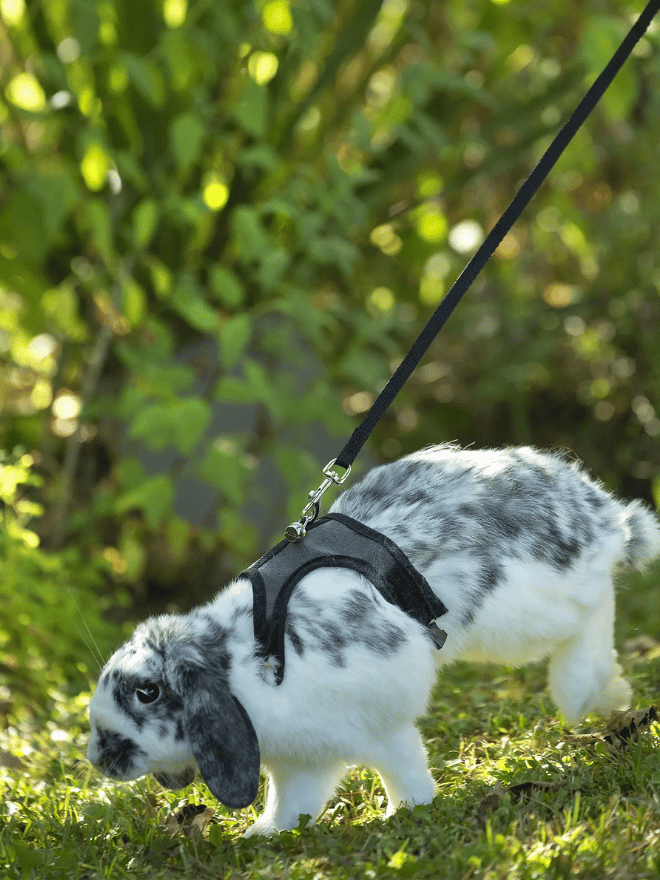 Un lapin en laisse se promène dans un jardin
