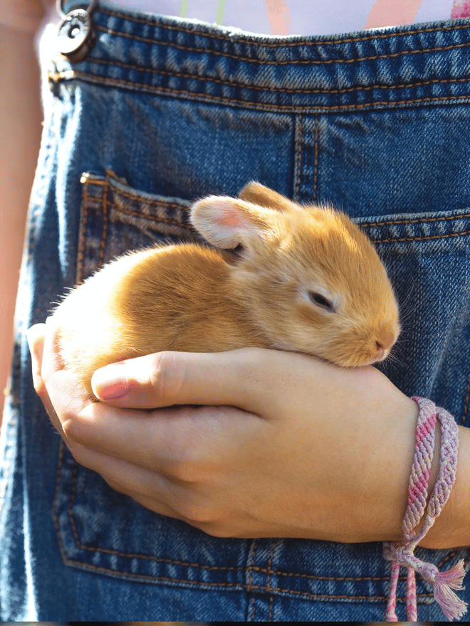 Un lapin dans une main d'enfant