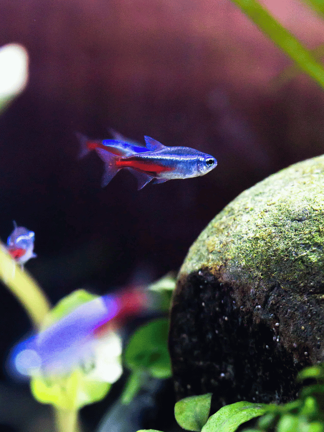 Accessoires pour l'aquascaping