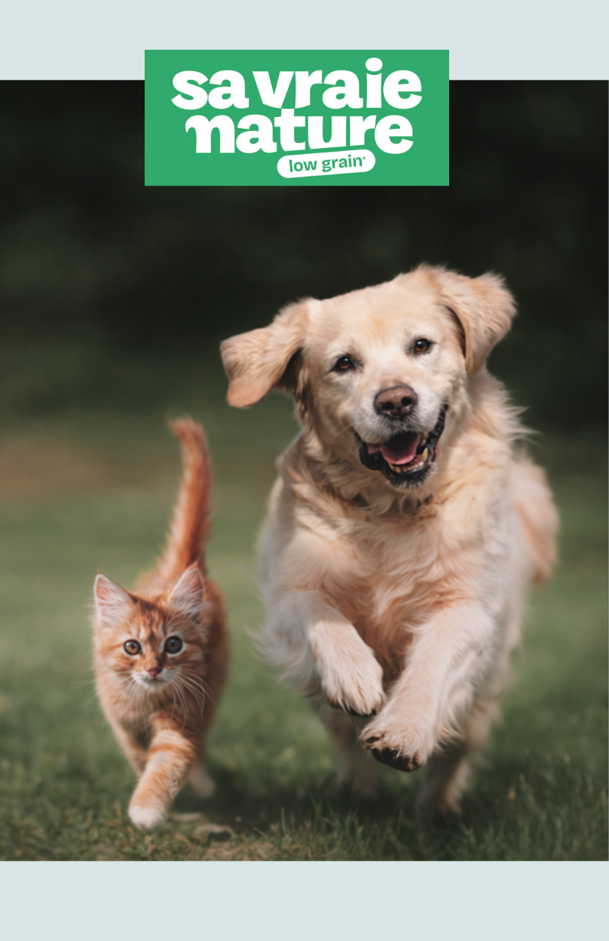 un chat et un chien qui courent dans la fôret