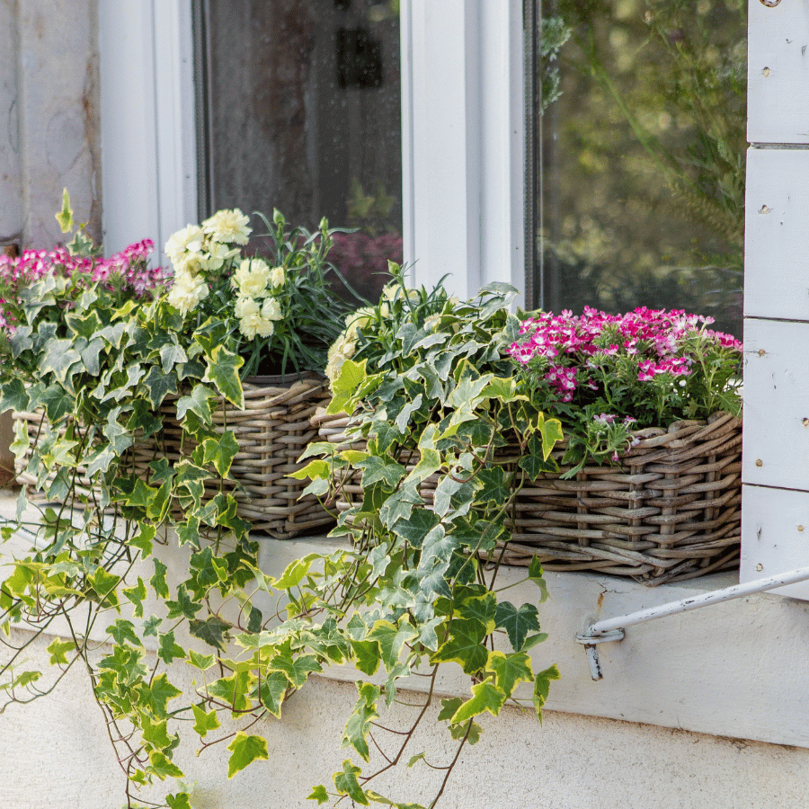 Deux jardinières en osier sur le rebord de la fenêtre