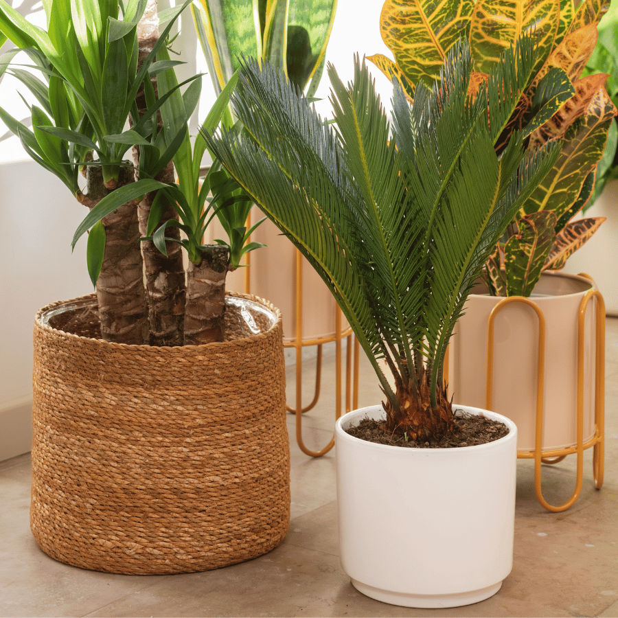 Zoom sur les cache-pots de plantes d'intérieur