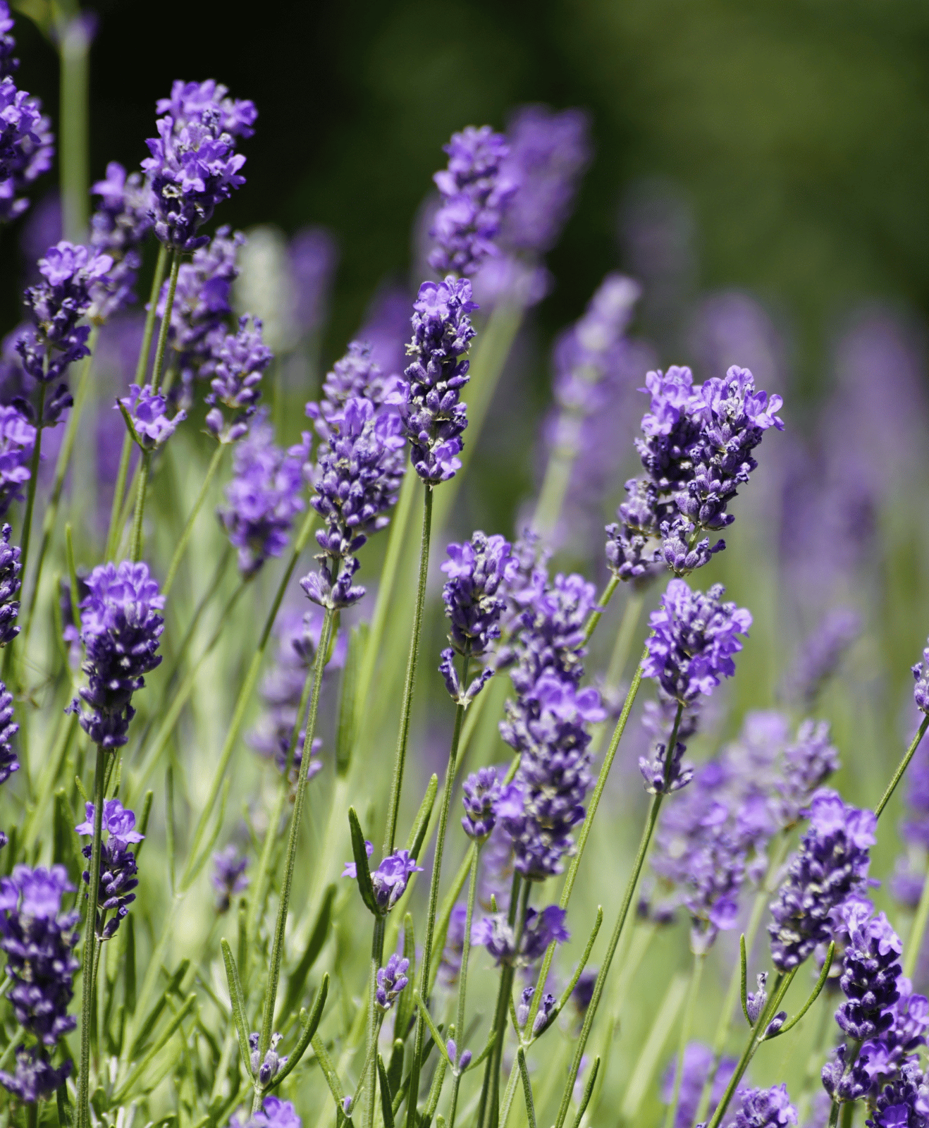 Zoom sur des plantes de lavande dans un champs