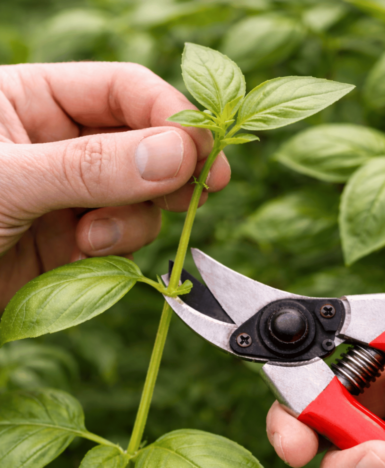 Une personne qui coupe au sécateur une bouture de basilic