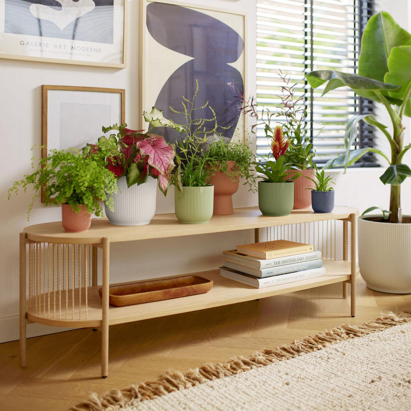 Plantes vertes posées sur une console en intérieur