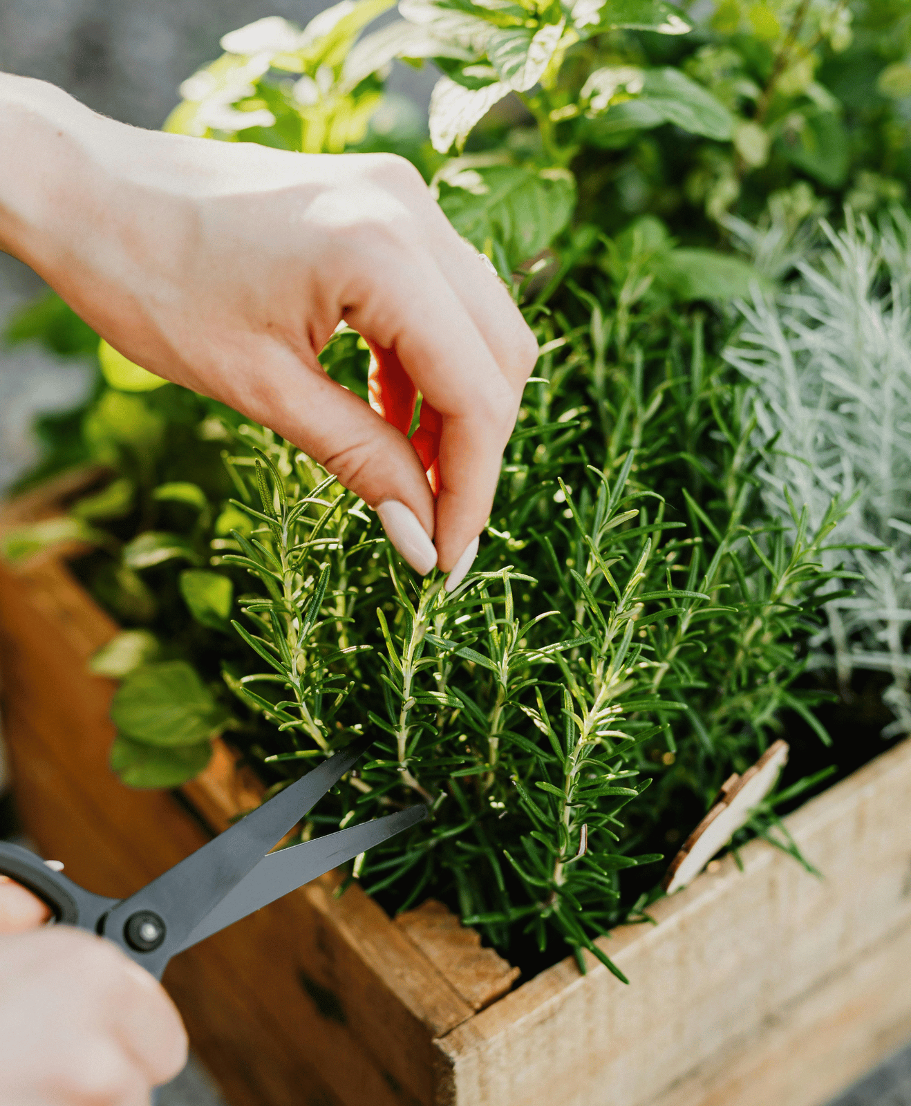 Une motte de romarin en jardinière