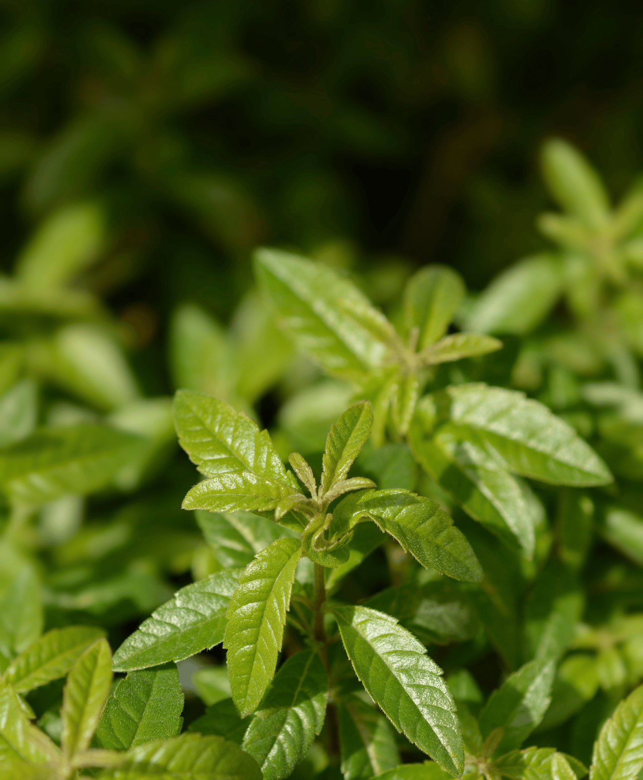 Zoom sur de la verveine aromatique