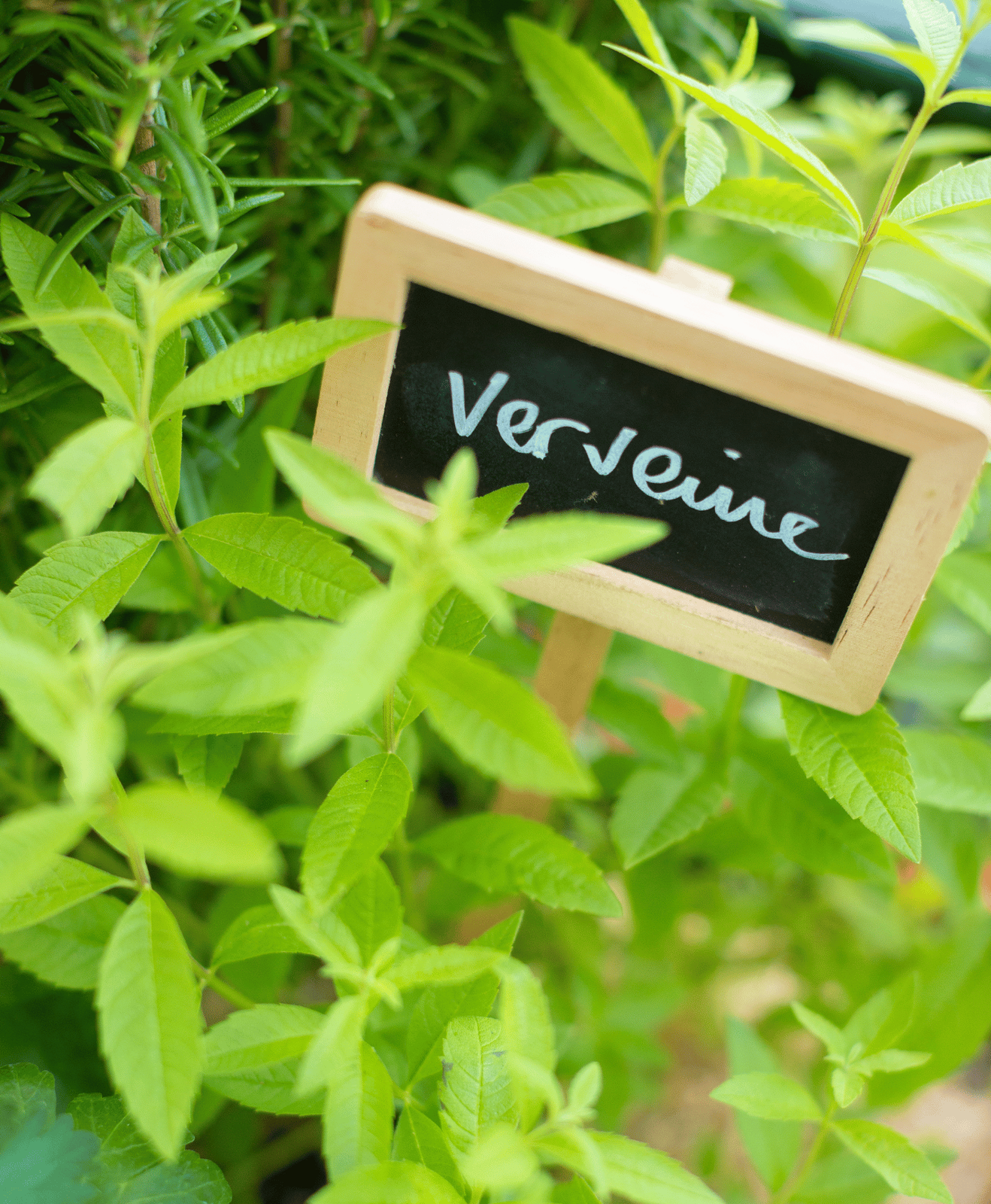 De la verveine cultivée dans une jardinière avec une pancarte