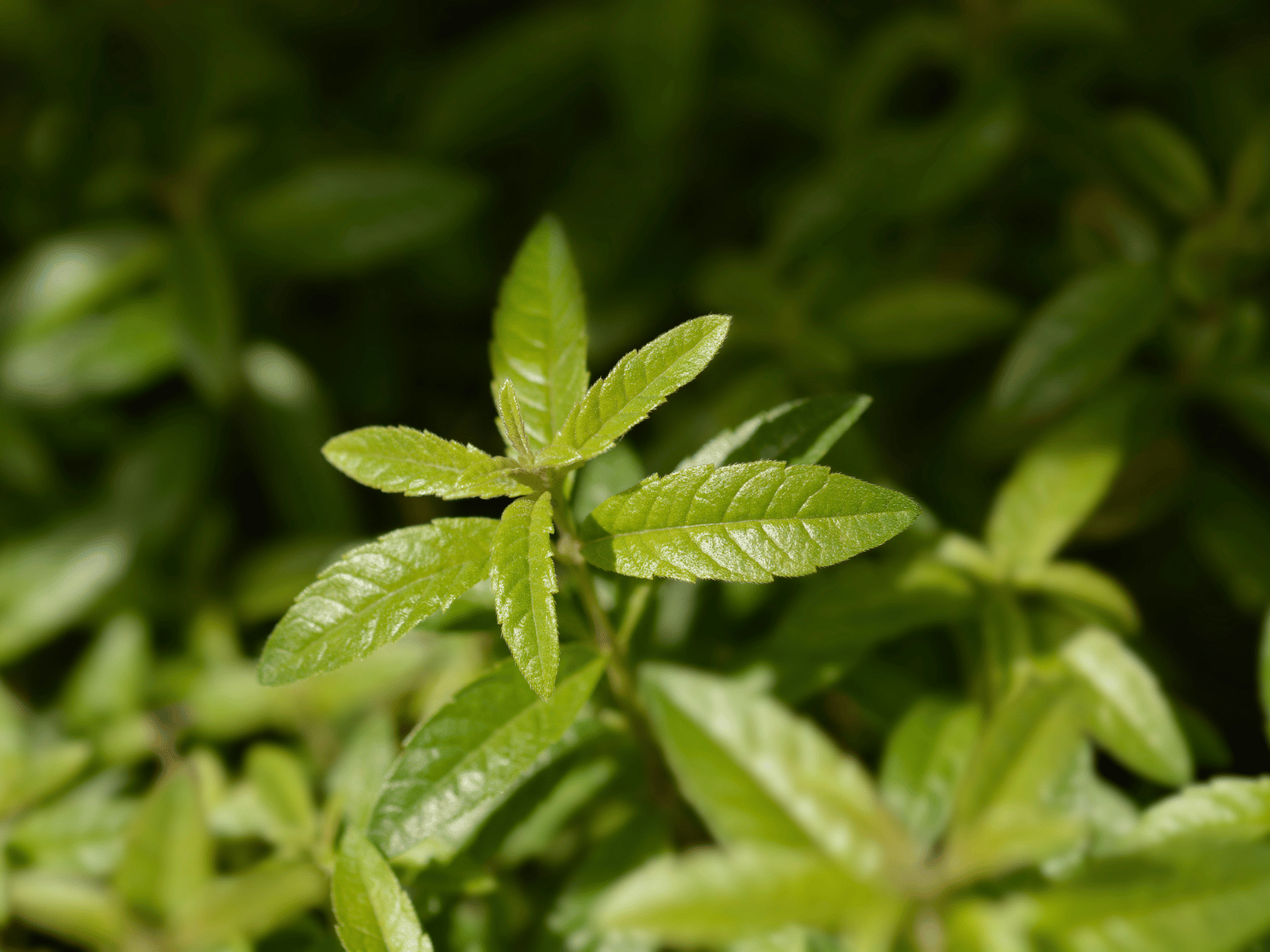 Zoom sur le feuillage d'une verveine aromatique