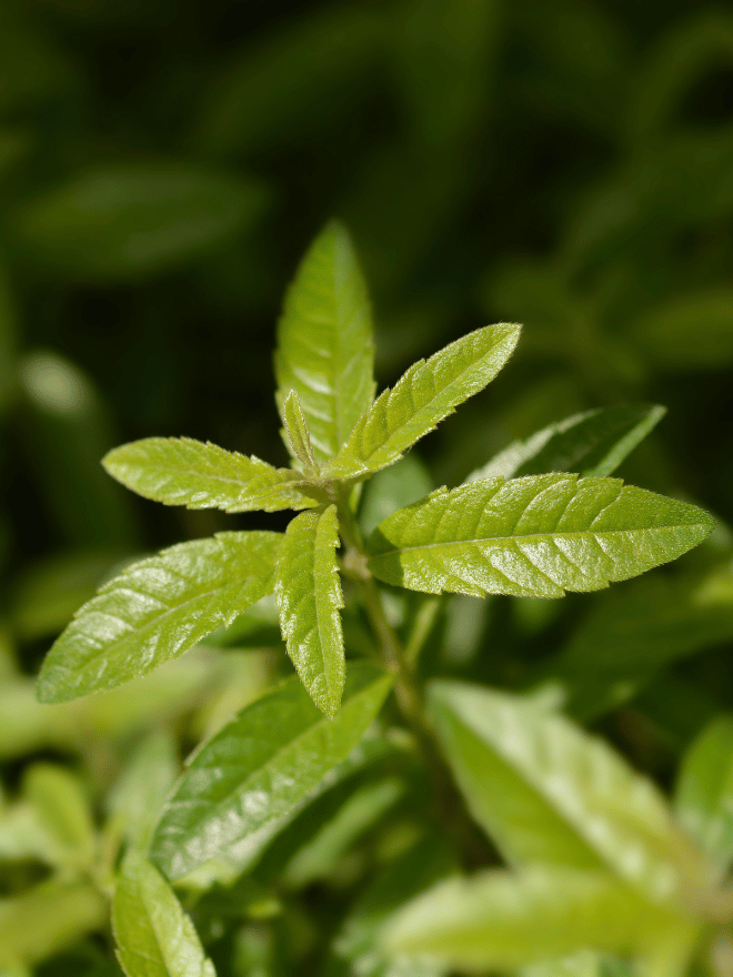 Zoom sur le feuillage d'une verveine aromatique