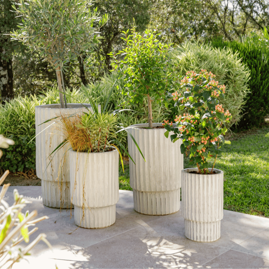 Plantes d'extérieur dans des pots blanc